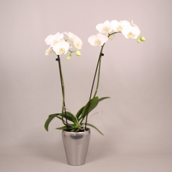 Witte orchidee in zilverkleurige bloempot