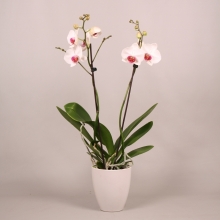 Orchidee 2 takken met witte pot